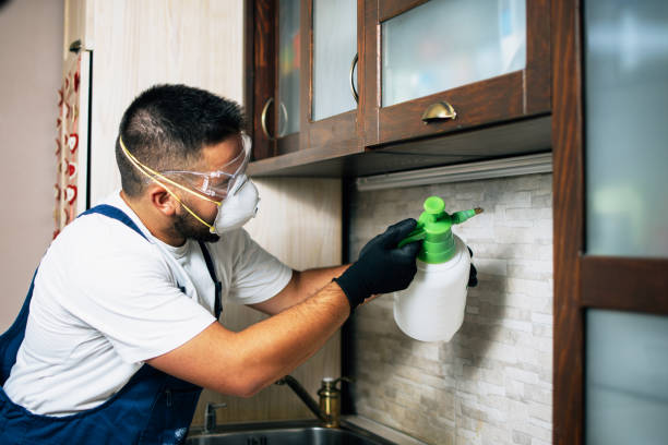 Wasp Removal Services in South Ogden, UT